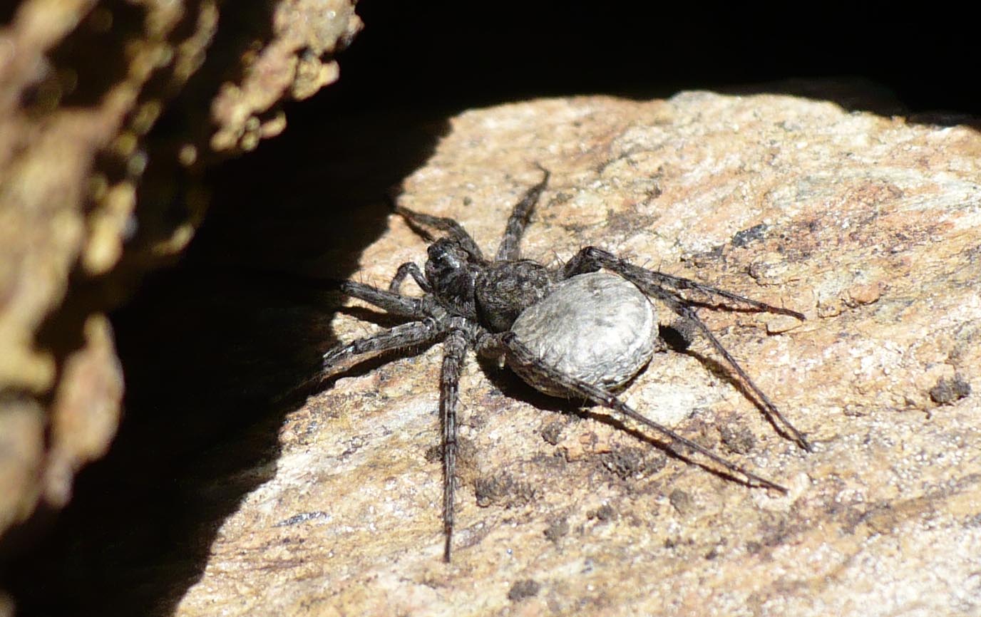 Pardosa sp. con ovisacco - Roure (TO)